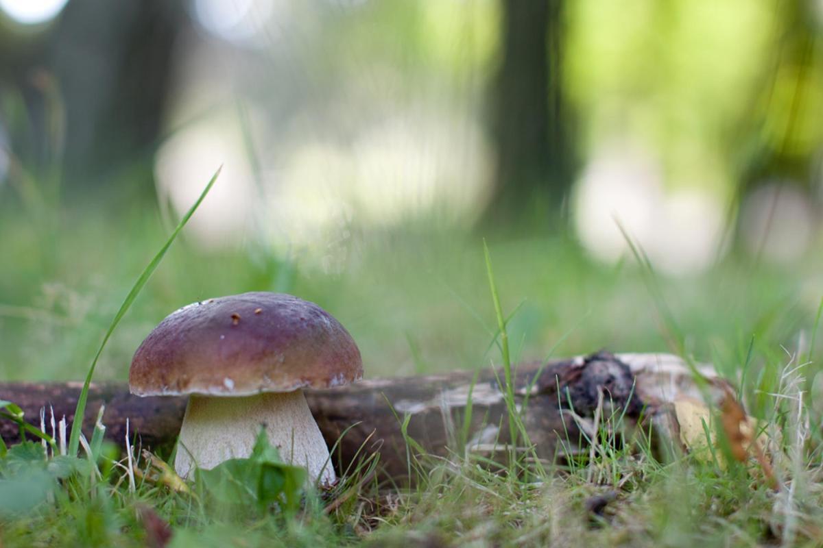 Rodinny Penzion U Wolfu Chrastava Exterior foto